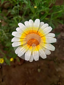 Close up of Crown Daisy flower.Crown Daisy.Beautiful Crown Daisy Flower.In Flowers Nursery.
