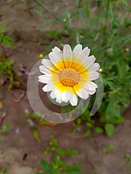 Close up of Crown Daisy flower.Crown Daisy.Beautiful Crown Daisy Flower.In Flowers Nursery.