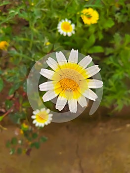 Close up of Crown Daisy flower.Crown Daisy.Beautiful Crown Daisy Flower.In Flowers Nursery.