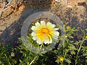 Close up of Crown Daisy flower.Crown Daisy.Beautiful Crown Daisy Flower.In Flowers Nursery.