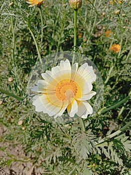 Close up of Crown Daisy flower.Crown Daisy.Beautiful Crown Daisy Flower.In Flowers Nursery.