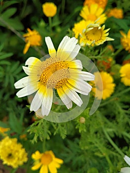 Close up of Crown Daisy flower.Crown Daisy.Beautiful Crown Daisy Flower.In Flowers Nursery.