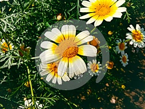 Close up of Crown Daisy flower.Crown Daisy.Beautiful Crown Daisy Flower.In Flowers Nursery.