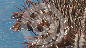 Close up crown of thorns Sea star. Underwater animal seastar with big thorns caught from water. Echinoderms animals in