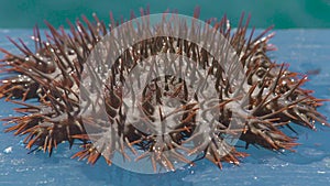 Close up crown of thorns Seastar. Sea star with big thorns caught from water. Echinoderms underwater animals.