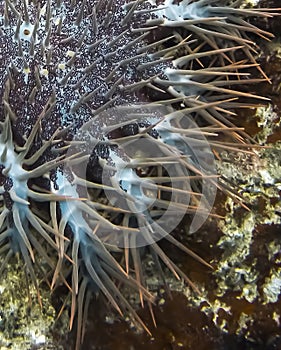 Close up Crown of Thorns urchin with spikes on Coral Reef