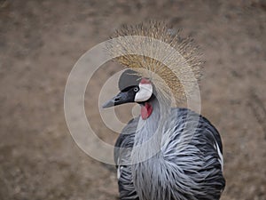 Close-up of a crowned crane