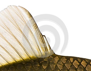 Close-up of a Crucian carp caudal fin, Carassius carassius