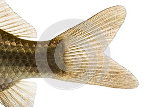 Close-up of a Crucian carp's caudal fin, Carassius carassius