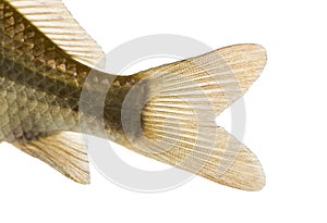 Close-up of a Crucian carp's caudal fin, Carassius carassius photo