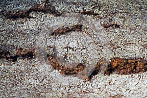 Close-up of a crust of bread