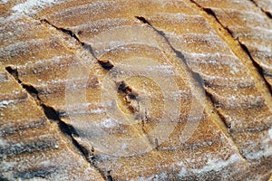 Close-up of a crust of bread