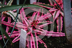 Close up on cryptanthus leaf, top view