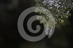 Close up of crystal clear ice drop with air bubbles inside