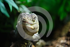 Close-up of Ctenosaura bakeri, also known as the Utila iguana