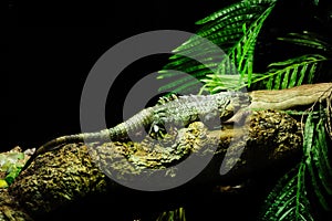 Close-up of Ctenosaura bakeri, also known as the Utila iguana