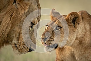 Close-up of cub reaching to nuzzle lion