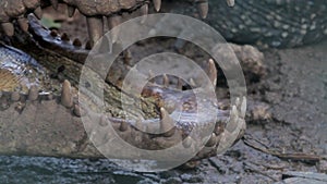 The close up of cuban crocodile