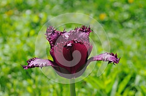 Close up of `Cuban Night` Fringed Tulip