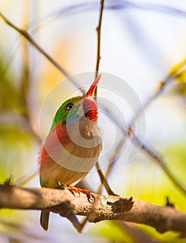 Close-up of a Cuban Tody