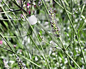 A close up of cuckoo spit on a lavender plant.