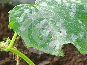 Close up of cucumber leafs with white powdery mildew photo