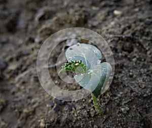 Close up of a cucumber seedling at cotyledon stage