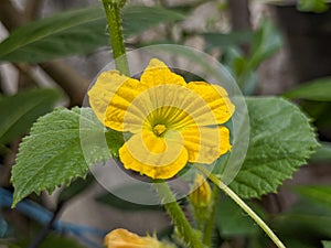 A close up of Cucurbita pepo flower. a cultivated plant of the genus Cucurbita. Yellow and fresh