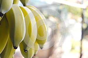 Close up cultivated bananas on blur bokeh background