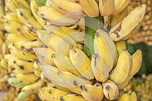 Close up cultivated bananas or Pisang Awak Bananas or  Kluai  Namwa Musa sapientum Linn Musa ABB CV.Kluai Namwa