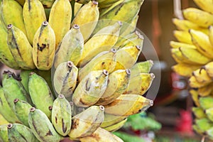 Close up cultivated bananas or Pisang Awak Bananas or Kluai Namwa Musa sapientum Linn Musa ABB CV.Kluai Namwa photo