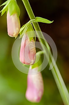 Close up of cultivated pink Foxglove flower, Digitalis sp., in warm sunlight