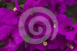 Close Up of Curazao or bougainvillea flowers with purple flowers with fresh green leaves in summer light with space for text photo