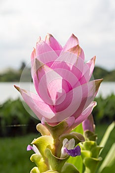 Close up Curcuma alismatifolia or Siam tulip.