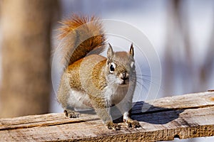 Close up of a curious American Red Squirrel Tamiasciurus hudsonicus looking directly into the camera during late winter.