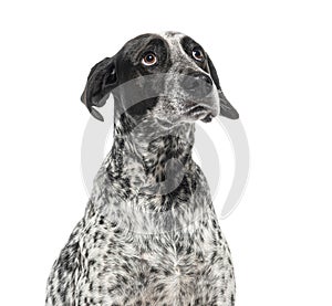 Close-up of a curious black and white spotted dog, Braque d\'auvergne, with soulful eyes, sadness and questioning photo