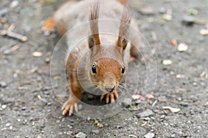 Close up of curious cute squirrel