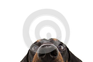 Close-up curious dachshund dog puppy eyes. Isolated on white background