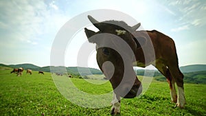 Close-up of a curious dairy cow chewing on grass. Extreme cow portrait.