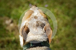 Close-up of the curious detail of a perfect brown spot in the center of the head of this dog