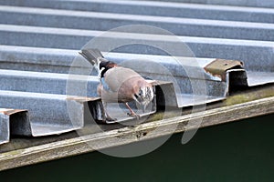 Close up of an curious Eurasian Jay walking on a roof.