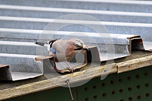 Close up of an curious Eurasian Jay walking on a roof.