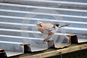 Close up of an curious Eurasian Jay walking on a roof.