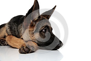 Close up of curious german shepard lying with head down