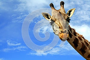 Close-up of a curious giraffe over blue sky