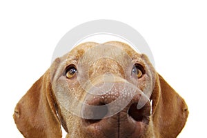 Close-up curious pointer dog eyes hide. Isolated on white background