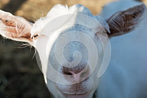 Close up of curious white ewe looking directly at camera. Cute sheep with friendly face