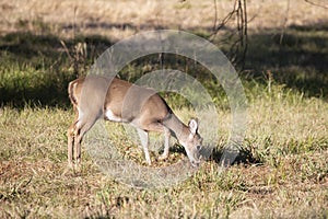 Close up of a Curious Young White-Tailed Buck