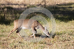 Close up of a Curious Young White-Tailed Buck