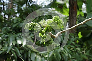 Close up of curled and mutated or diseased Indian coral leaves on a branch